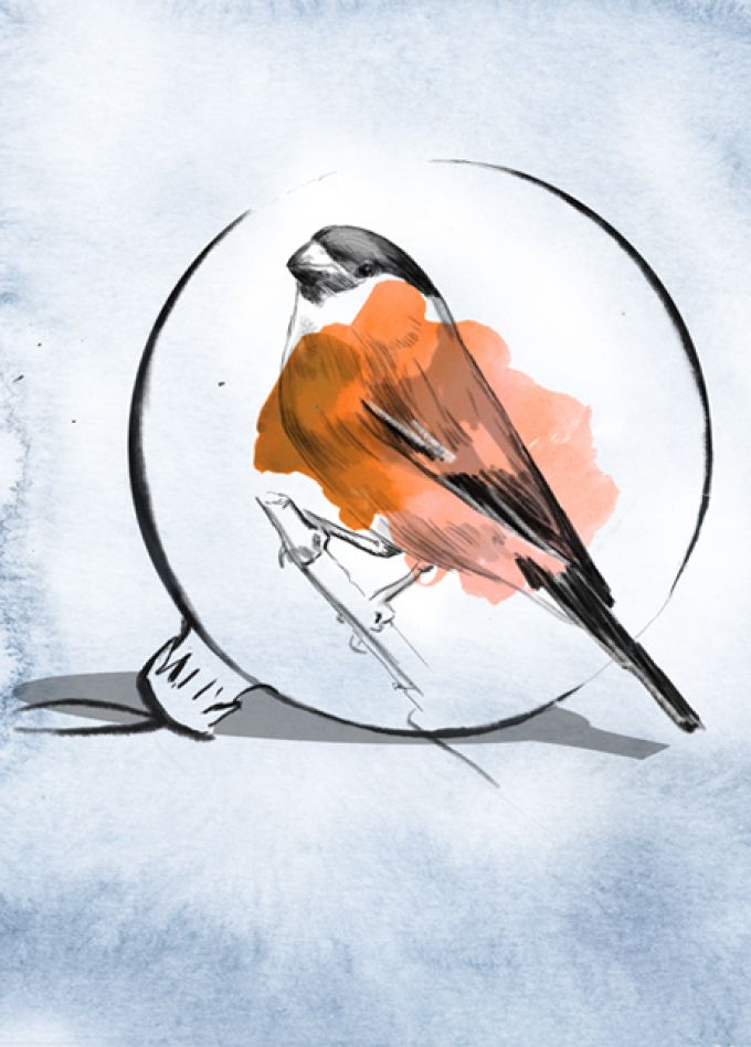 Снежный бум